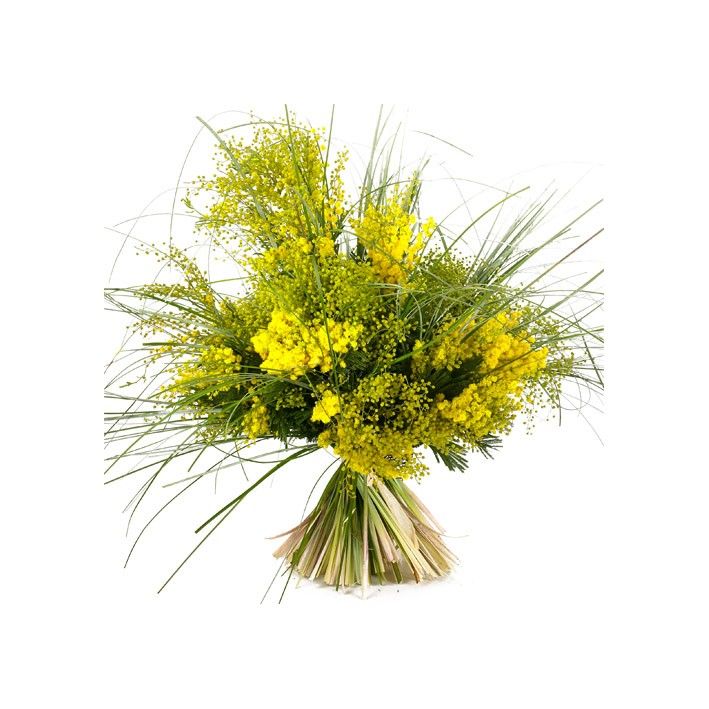 MIMOSA