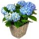 HORTENSIA HIBISCUS FLEURS