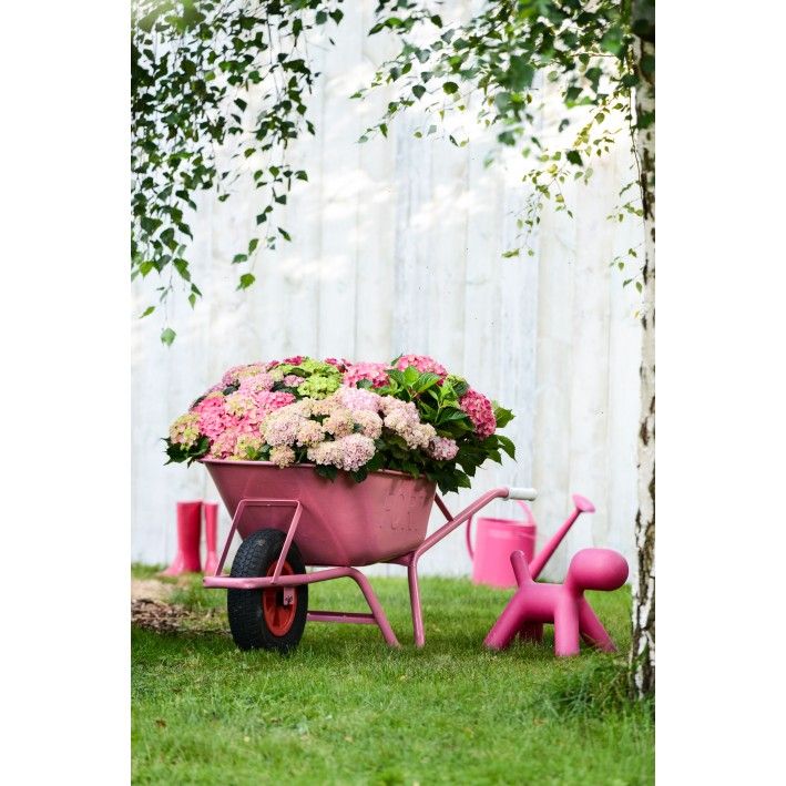 HORTENSIA HIBISCUS FLEURS