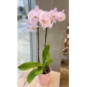 ORCHIDEE PHALENOPSIS 2 TIGES