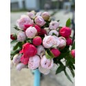 BRASSEE DE PIVOINES