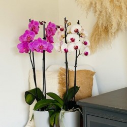 ORCHIDEE PHALENOPSIS 2 TIGES