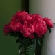 BRASSEE DE PIVOINES