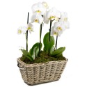 COUPE ORCHIDEES PHALENOPSIS