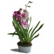 ORCHIDEE MILTONIA COUPE