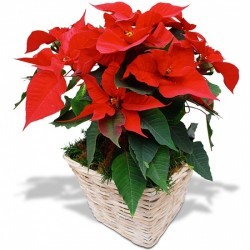 POINSETTIA ET SES GOURMANDISES